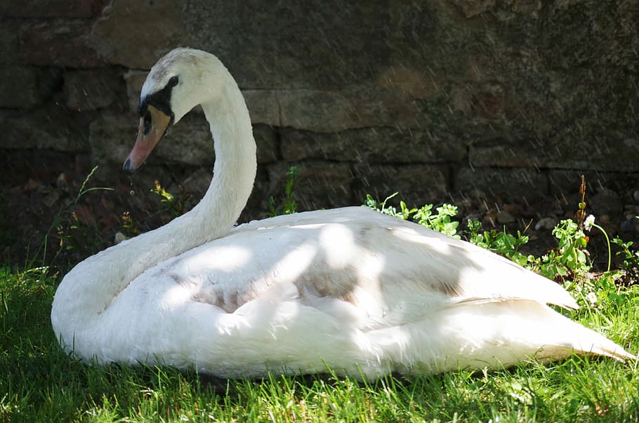 Swan, Bird, White, Aqueous, Feathers, beak, grass, white color, one animal, animal themes