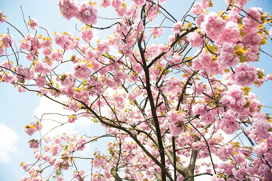 bajo, fotografía de ángulo, rosa, cereza, flores, flor, árbol, azul, cielo, pétalos