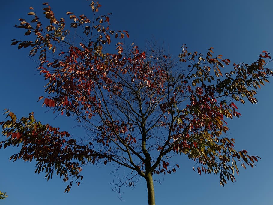 autumn, fall leaves, blue sky, blue, red, yellow, brown, green, nature, skyward