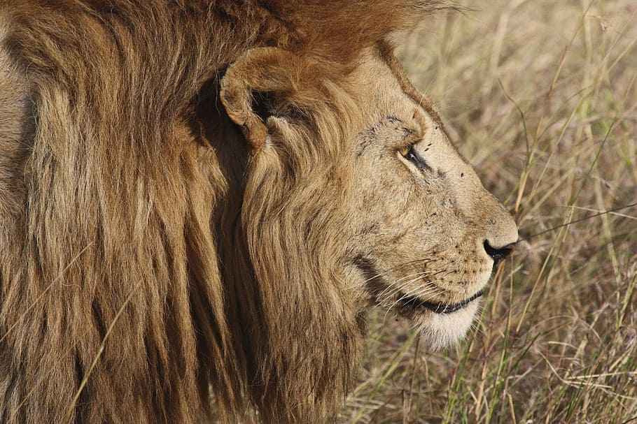 photo of lion, lion, cat, safari, animal, mammal, feline, nature, wildlife, africa