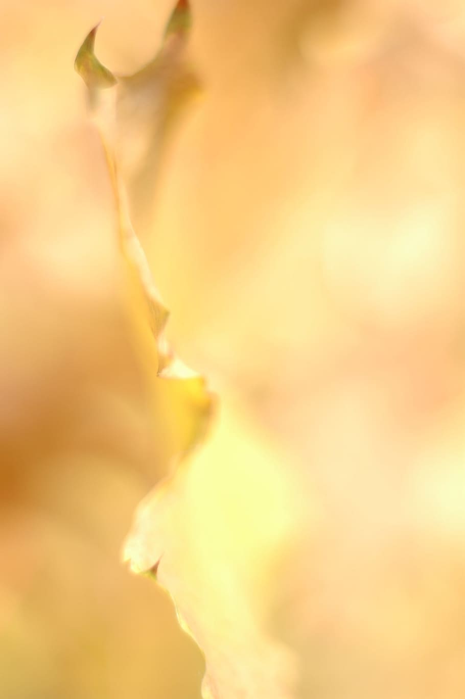 黄色の葉 秋 黄色 葉 オレンジ 木 10月 黄金 金 秋の背景 Pxfuel
