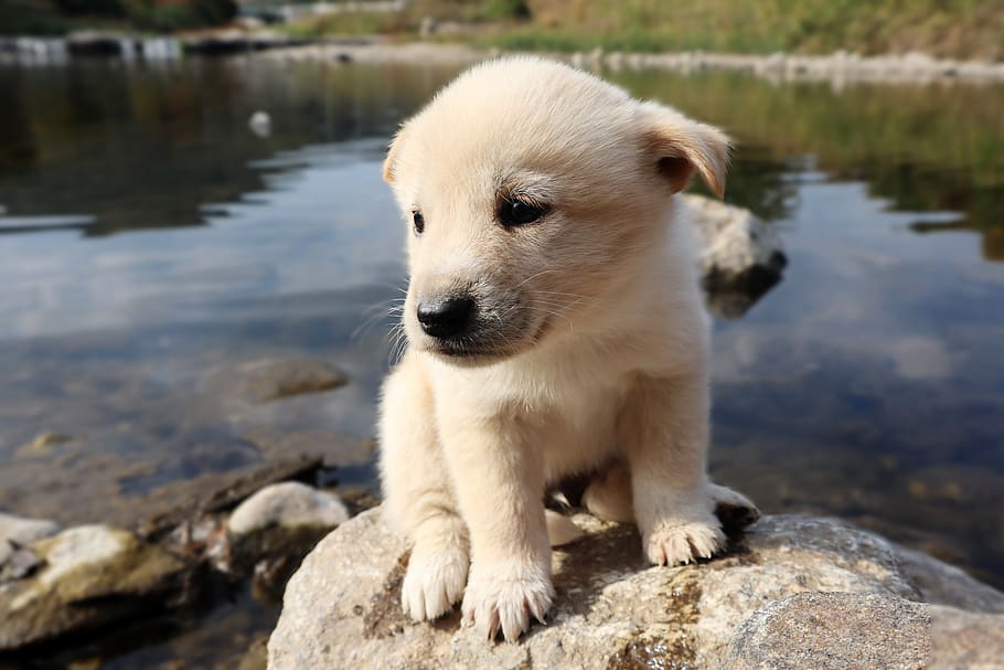 puppy, dog, animal, cute, white, little, dang stuck, pet dogs, pet, fun