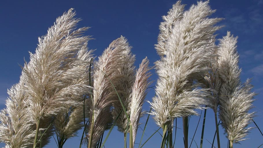 planted, reed, sea grass, sky, summer, flowers, light, gentle briese, background, nature