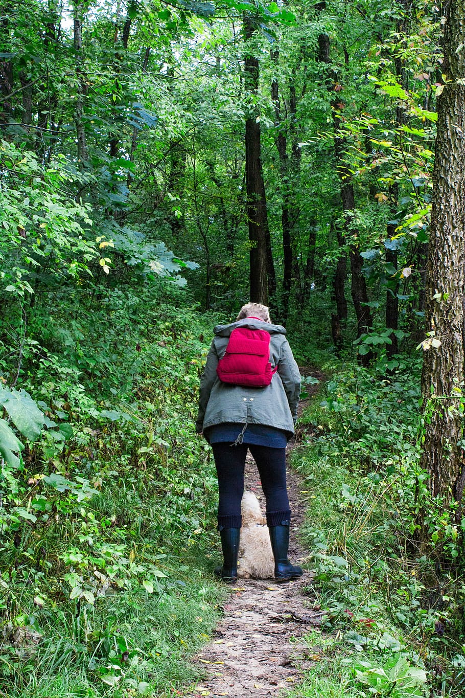 homem, cachorro, andando, através da floresta, dia, mulheres, s, vestindo, vermelho, mochila