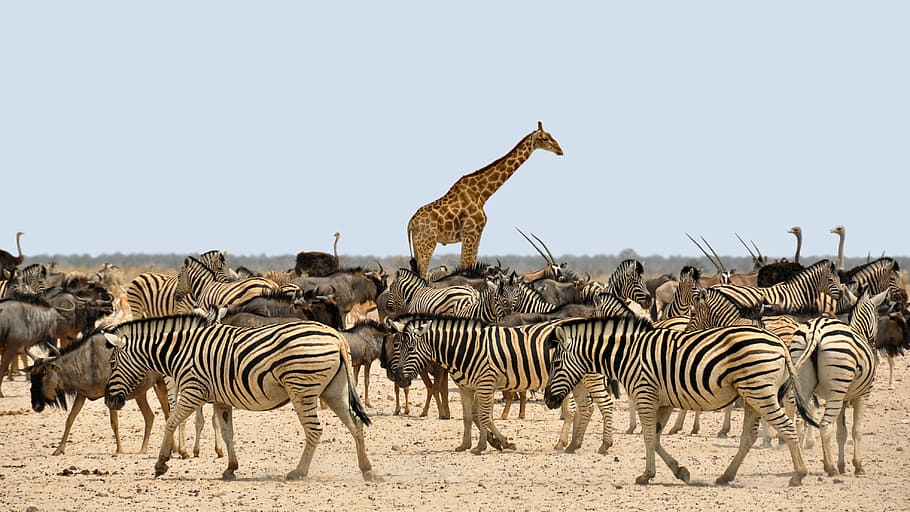 zebras, giraffe, ostriches, zebra, gnu, africa, namibia, nature, dry, national park