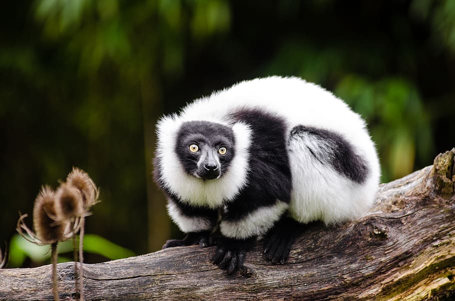 Black, white, Ruffed Lemur, animal, tree, branch, daytime, animals in the wild, animal wildlife, mammal