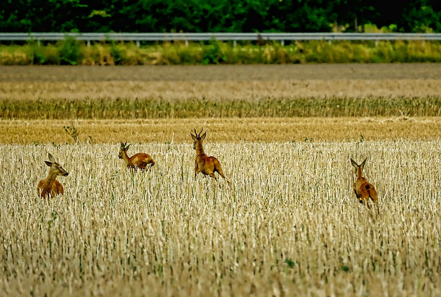 four, antelope, running, green, grass field, landscape, animals, mammals, deer, escape