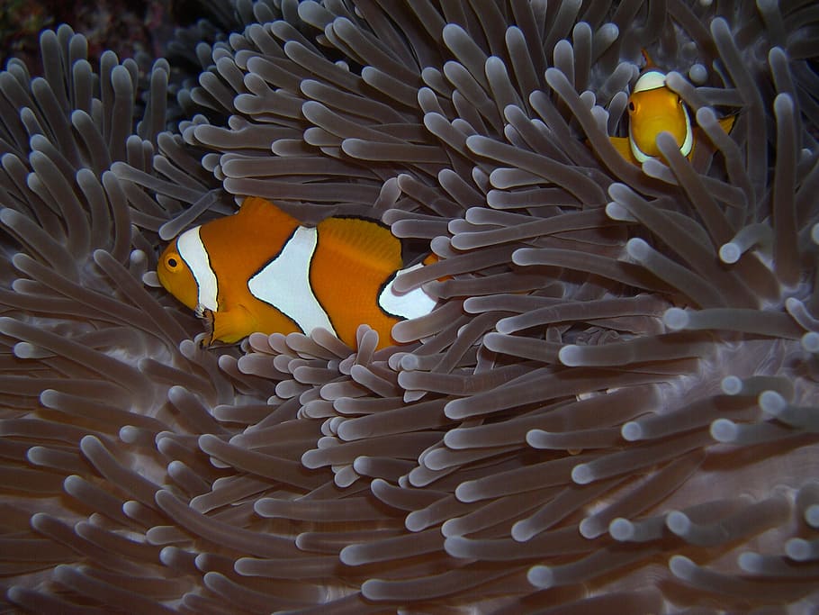 two, orange-and-white, clown fishes, anemone, fish, immersion, clownfish, sulawesi, walea, clown fish