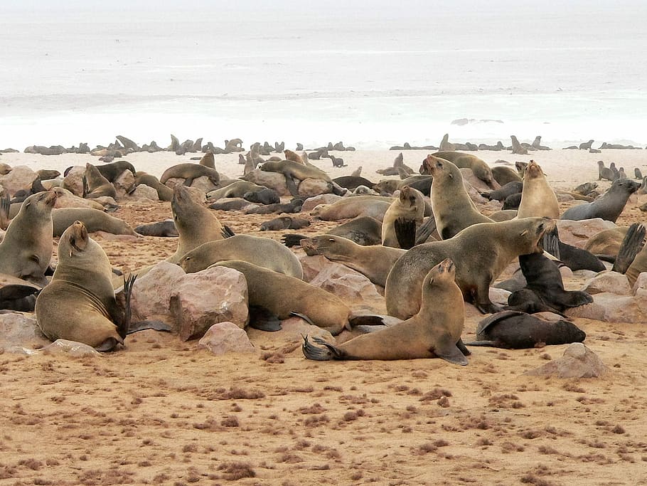 Rastreo, grupo, mar, playa, foca, colonia, colonia de focas, animales salvajes, gran grupo de animales, fauna animal