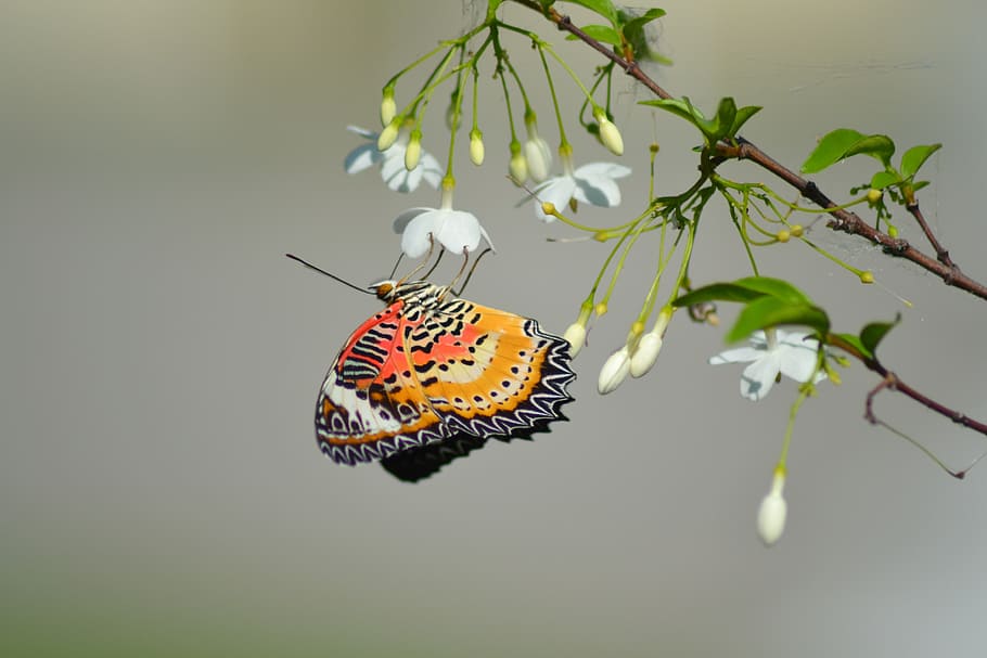 kupu-kupu lacewing macan tutul, putih, berkerumun, bunga, kupu-kupu, thailand, warna, alam, kumbang, tanaman