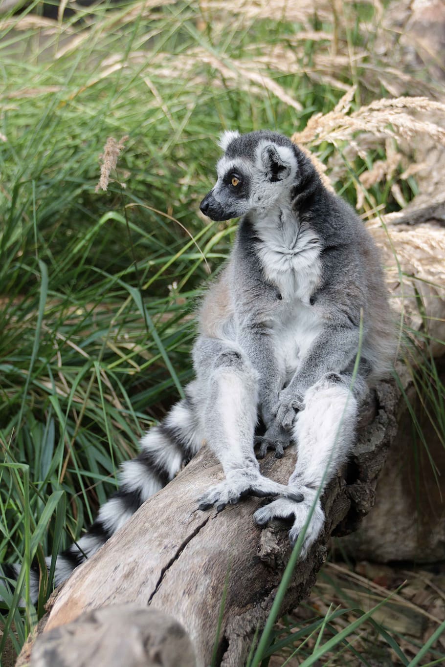 lemur, madagascar, mammal, zoo, nature, animal, cute, striped, animal wildlife, animals in the wild