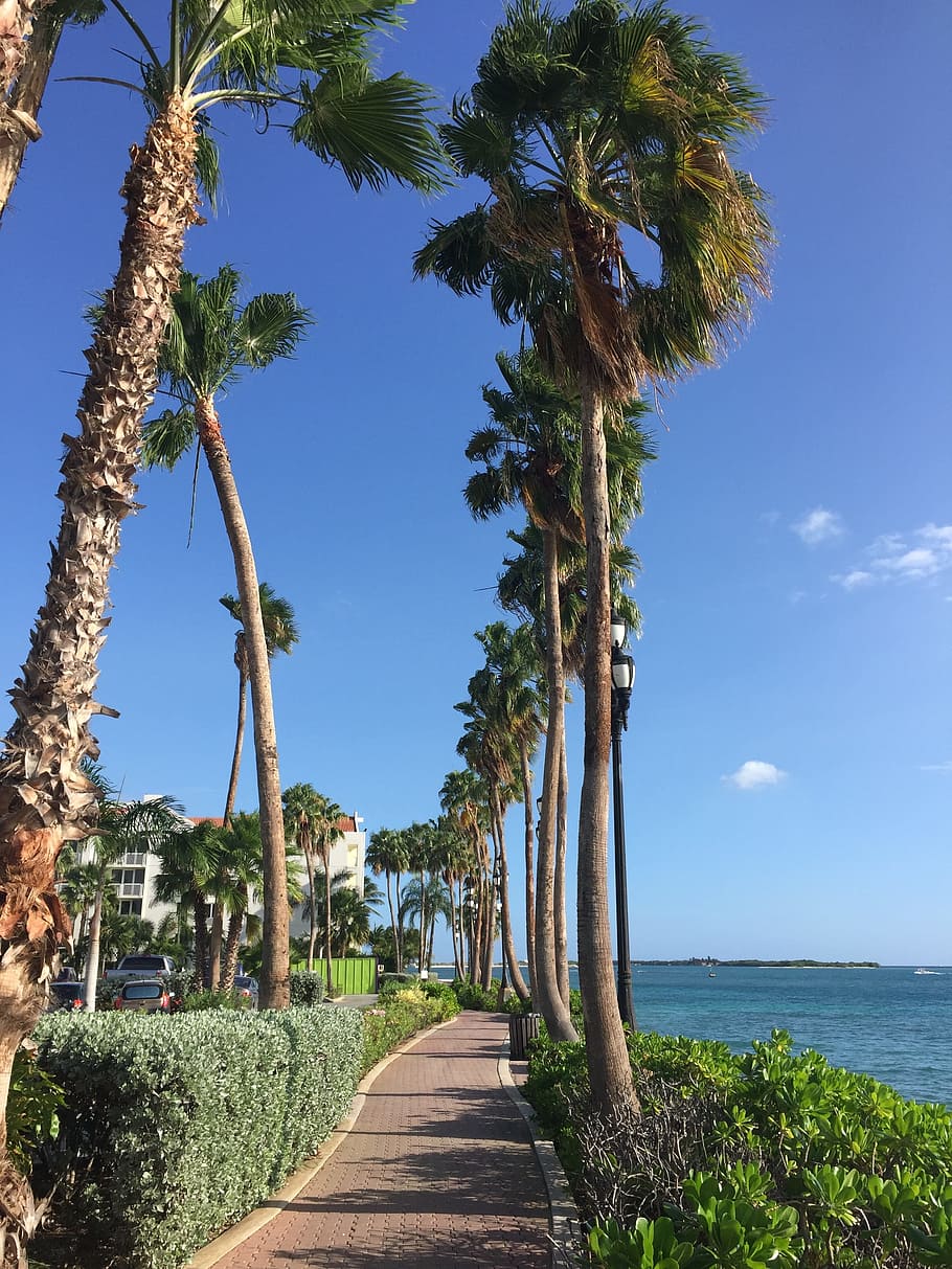 Aruba, Beach, Caribbean, palm tree, tree, sky, cloud - sky, travel destinations, blue, plant