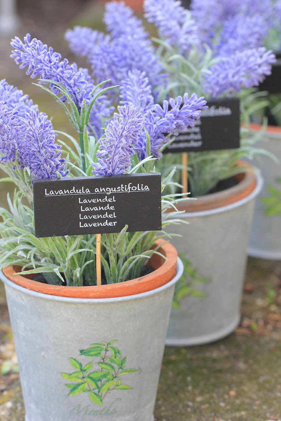 lavender, flower, herb, natural, plant, purple, floral, nature, herbal, aromatherapy