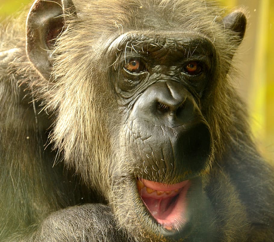 cómic, chimpansee, primer plano, animal, chimpancé, vida silvestre, mono, cara, salvaje, África