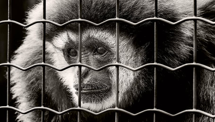 グレースケール写真, サル, 後ろ, フェンス, 監禁, 悲しい, 投獄, 野生動物の写真, 刑務所, 動物園