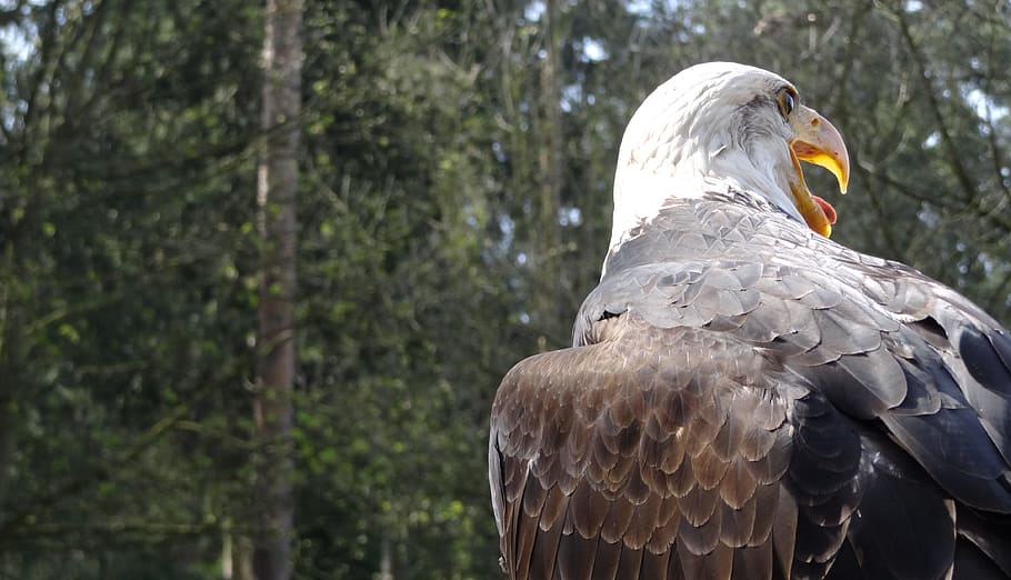 Águilas calvas, Estados Unidos, Rapaces, Bosque, animal heráldico, ave de  rapiña, Adler, pájaro, un animal, animales en la naturaleza | Pxfuel