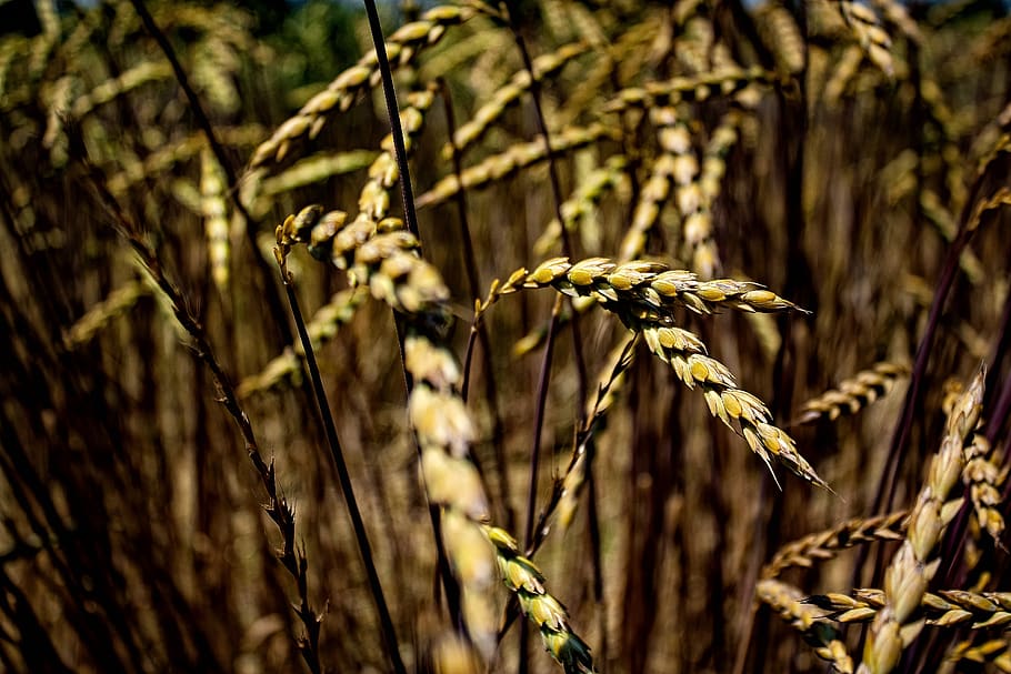 cornfield, field, grain, food, nature, summer, gold, poppy, landscape, rural