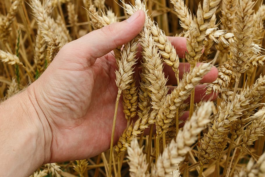 person, holding, brown, flower, wheat, grain, crops, bread, harvest, agriculture