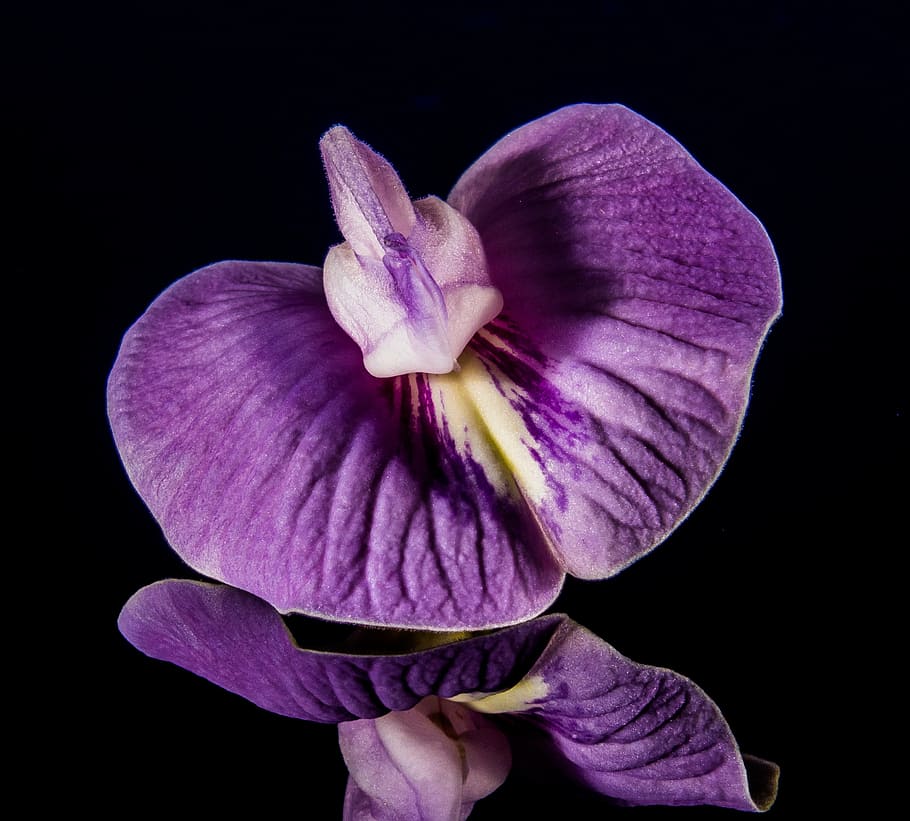紫, 蛾の蘭の花, クローズアップ, 写真, 小さな花, 花, 閉じる, 開花植物, 花びら, 鮮度