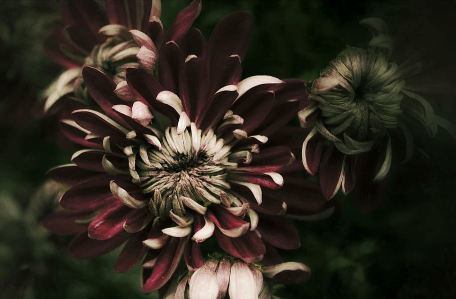 closeup, photography, red, flowers, chrysanthemum, autumn, violet, dark, macro, flora