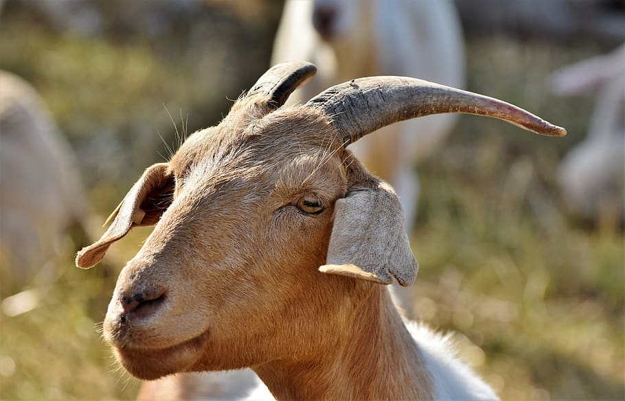 goat, billy goat, goat buck, goatee, livestock, ruminant, domestic goat, goat's head, horns, bock