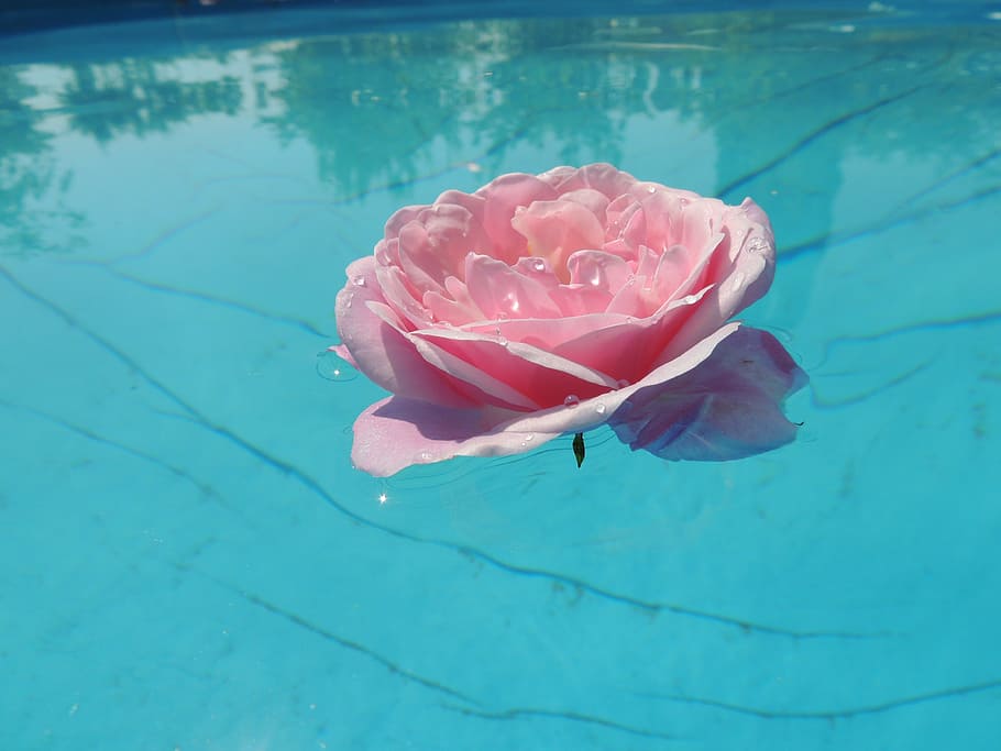 white, petaled flower, water, rose, pink, blue, reflection, dom, nature, pink Color