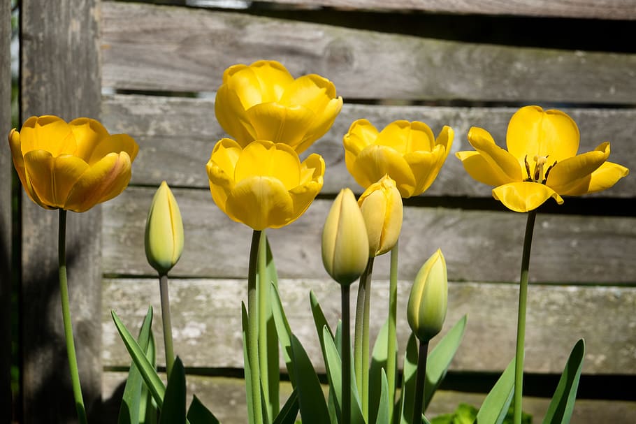 tulipanes, amarillo, primavera, flores, floración, flor de primavera, flora, naturaleza, tulipán abierto, tumor amarillo