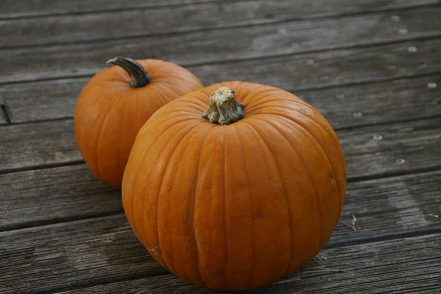 pumpkin, pumpkins, orange, bright, autumn, autumn decoration, seasonal, decorative, decoration, thanksgiving