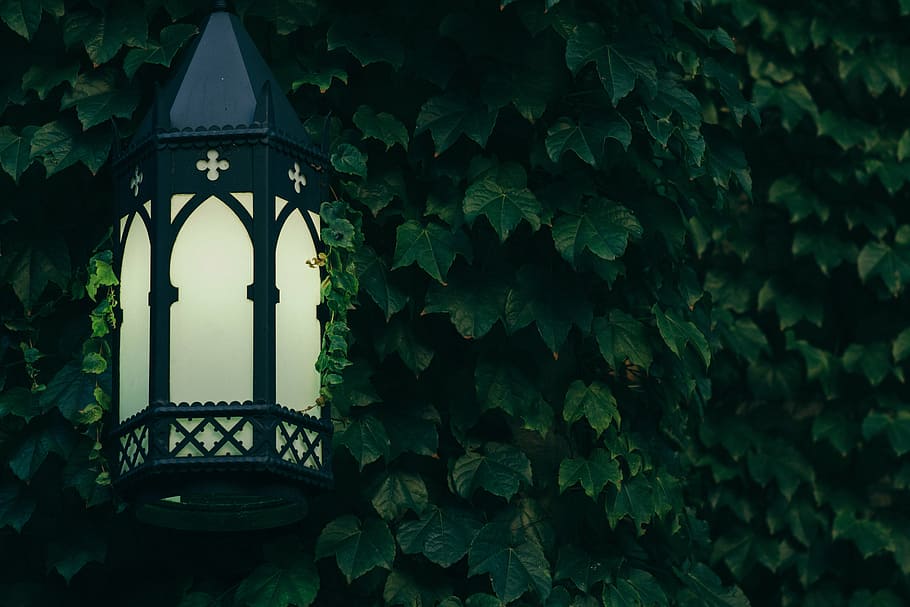 turned-on, black, metal, framed, lantern, green, leaf, tree, lamp, still