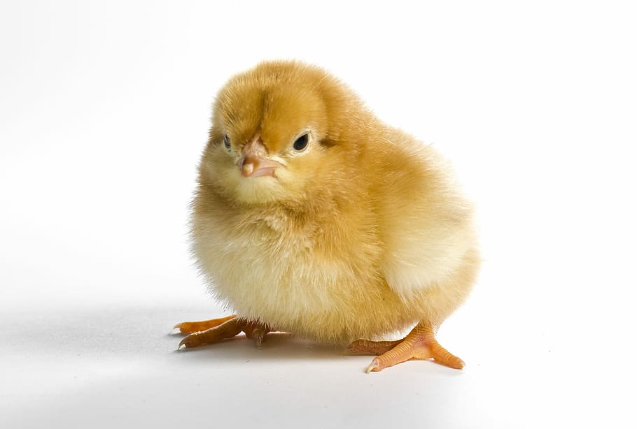 pollito amarillo, poco, lindo, aves de corral, dama, pascua, pollo, ave,  animal, joven | Pxfuel