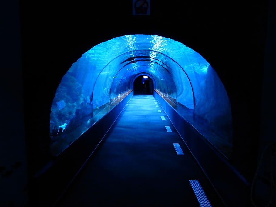 underwater tunnel, tunnel, underwater, aquarium, shark tank, blue, dark, creepy, tube, away