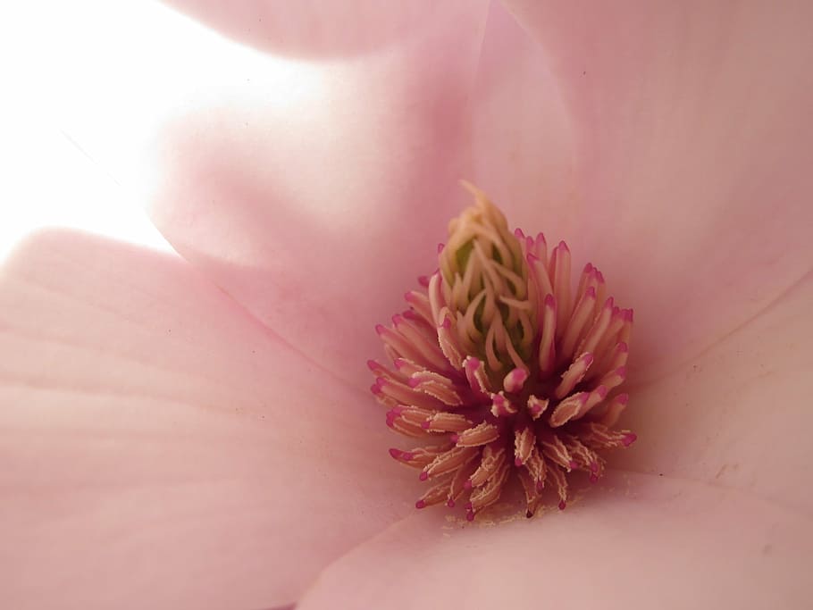 macro photography, pink, petaled flower, magnolia, magnolia blossom, tulip tree, yulan magnolia, magnolia liliiflora, magnolia × soulangeana, magnoliengewaechs