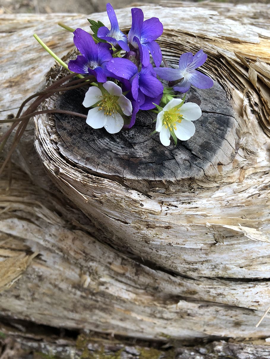 drift wood, white flower, purple flower, bloom, log, flora, daisy, blossom, flower, wood