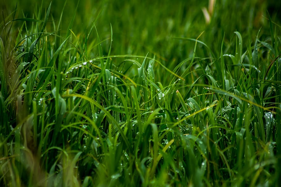 close-up photo, green, grass, close, water, dew, wet, raining, rain drops, moisture