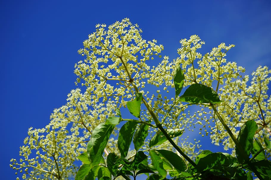elderflower, white, flowers, black elderberry, branch, inflorescences, elder, sambucus, adoxaceae, bush