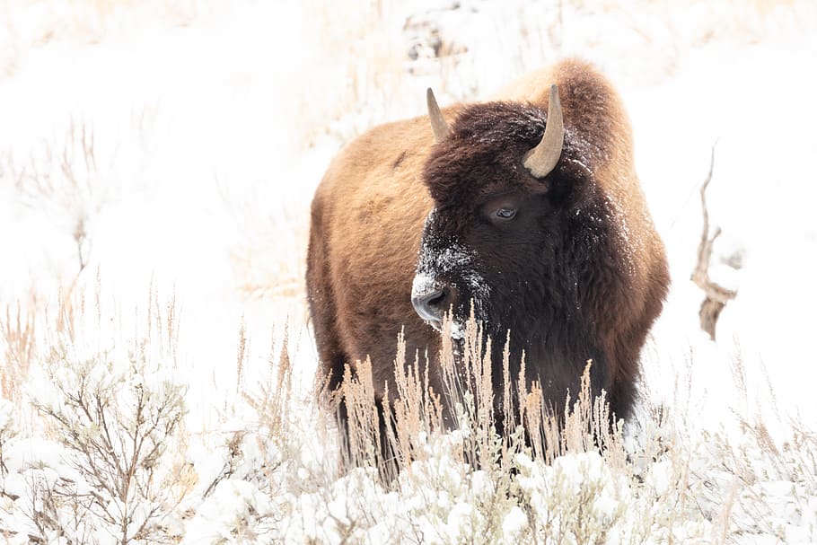 Bison, feeding, snow, photography, animal, grass, animal themes, mammal, land, field