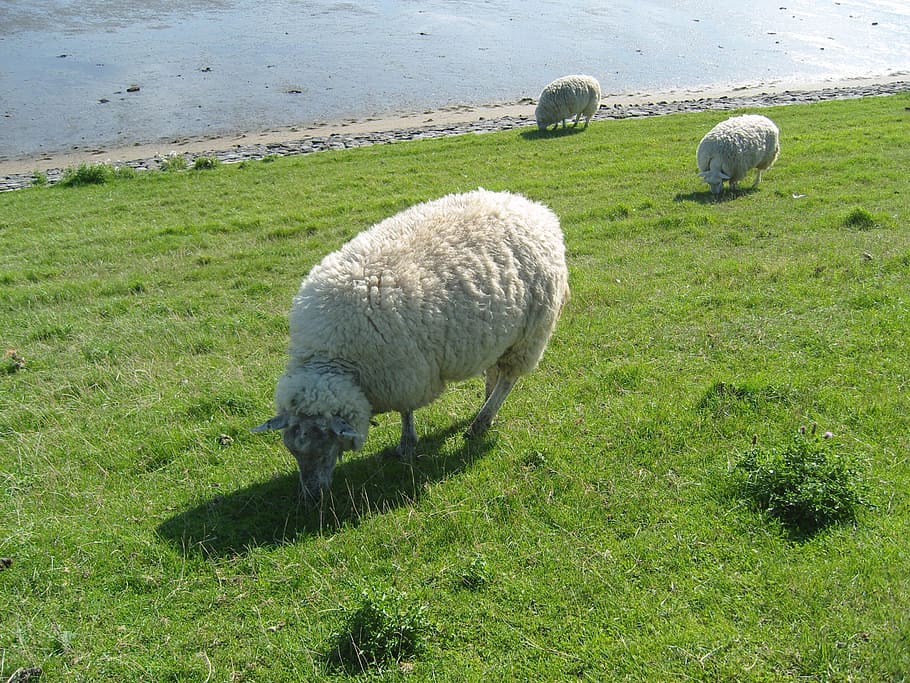 sheep, grass, meadow, pasture, rush, animal, sylt, sheep's wool, herd animal, north sea