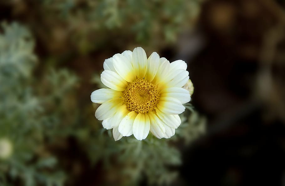 closeup, fotografi, putih, kuning, bunga, petaled, close, alam, cabang, batang