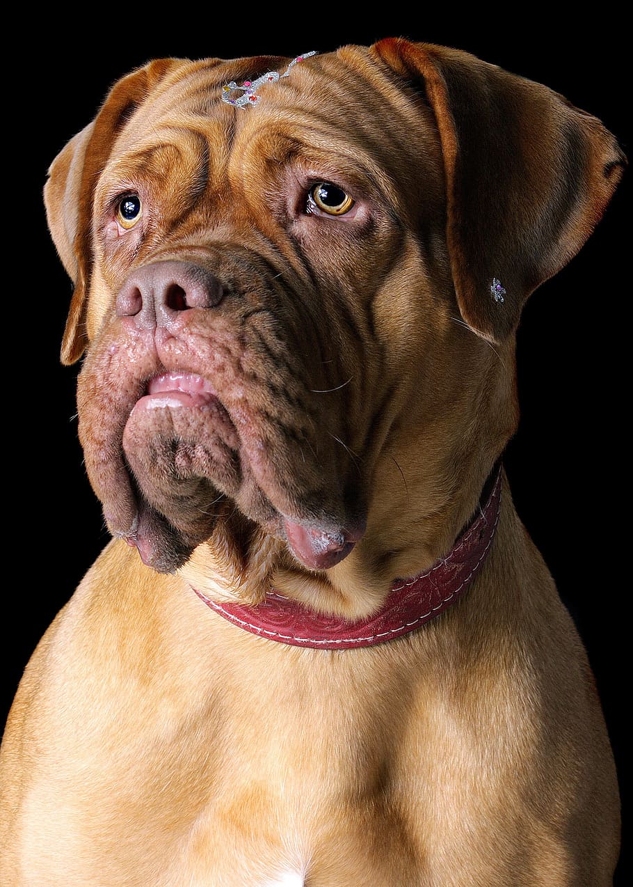 クローズアップ 写真 大人 フランス語 マスティフ 犬 ペット かわいい 一匹の動物 哺乳類 Pxfuel