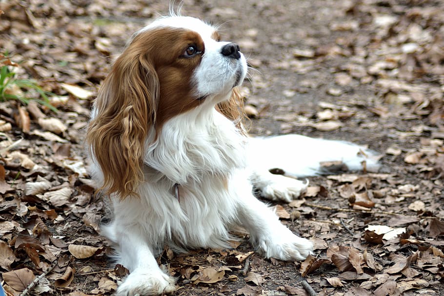 white, red, cavalier, king charles spaniel puppy, laying, surface, surrounded, dried, leaves, dog