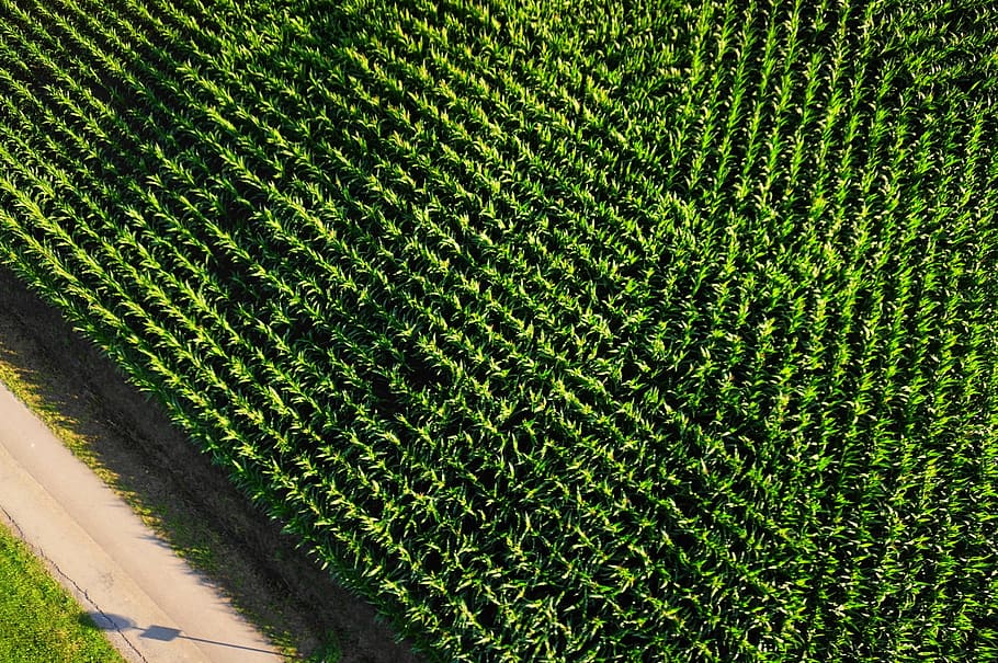 vista aérea, maizal, arable, monocultivo, agricultura, plantas de maíz, comida, campo, fondo, color verde