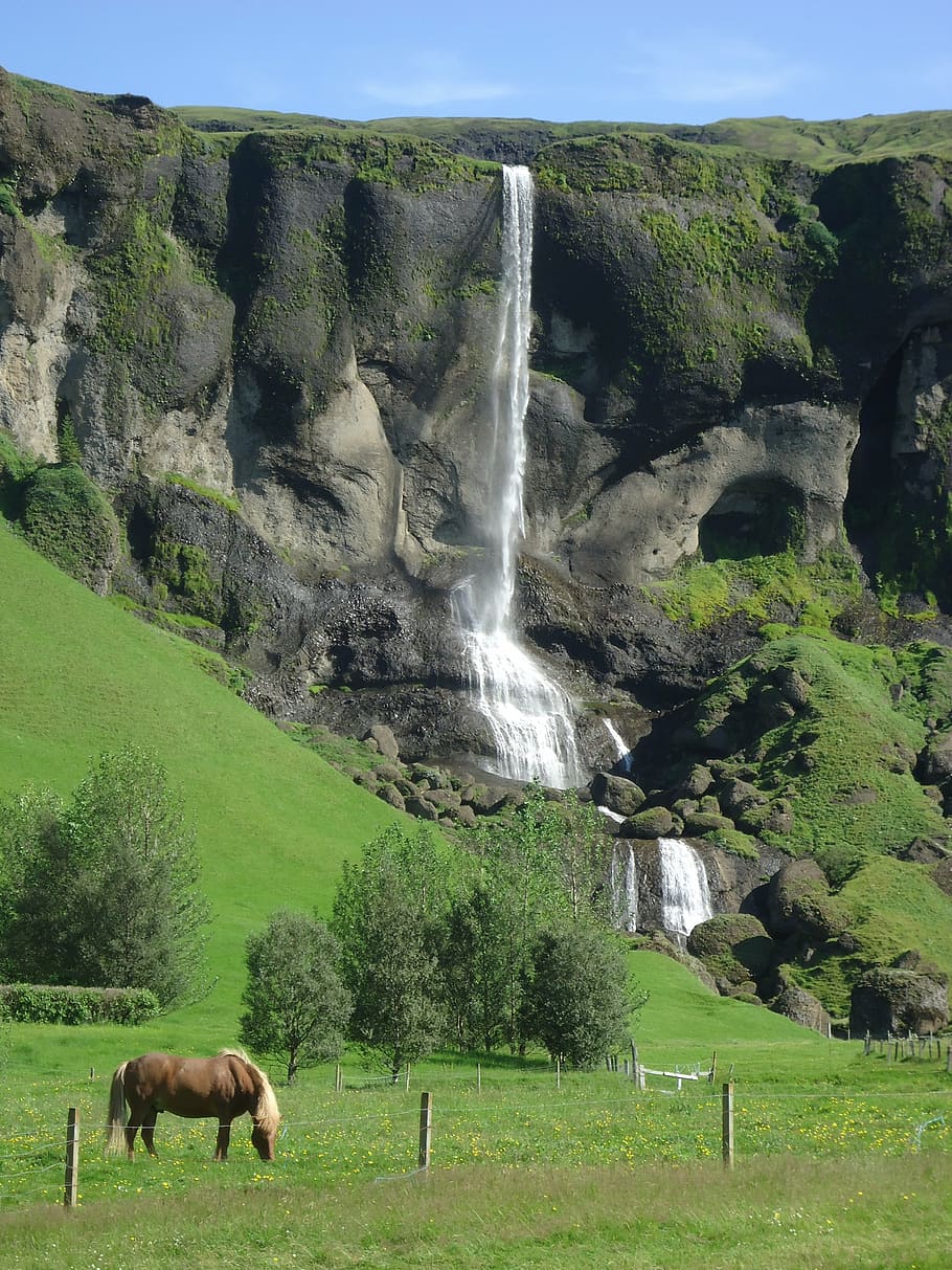 cascade, horse, iceland, beauty in nature, land, animal themes, plant, grass, mammal, animal
