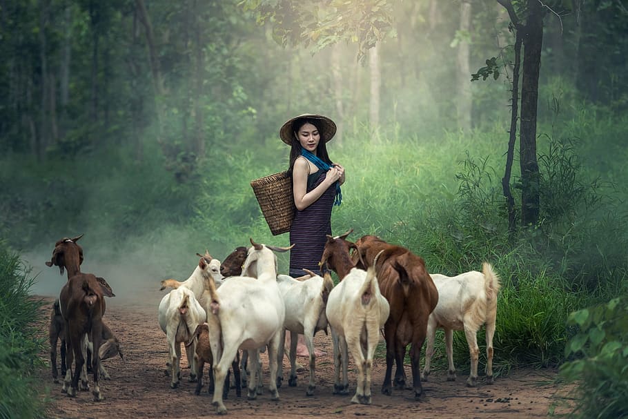 wanita, mengenakan, biru, gaun, membawa, anyaman, keranjang, kawanan, kambing, pa