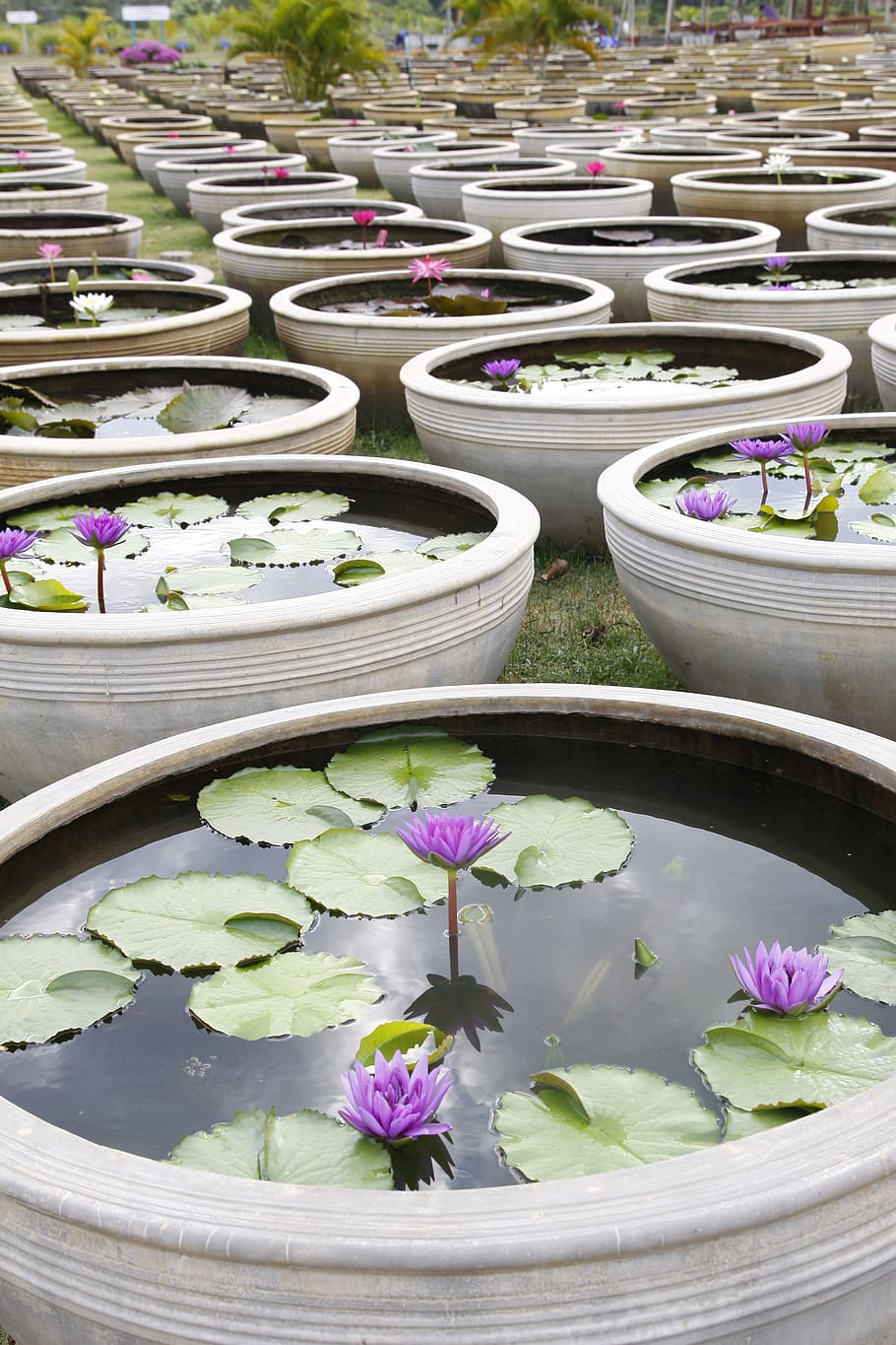 water lily, garden pond, ceramic, rajamangala, sung flower, thailand, flower, plant, flowering plant, nature