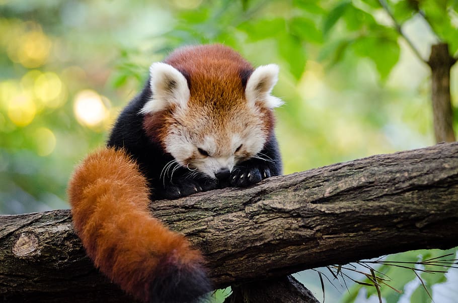 Red Panda, animal, lod, animal wildlife, animal themes, mammal, animals in the wild, tree, one animal, vertebrate