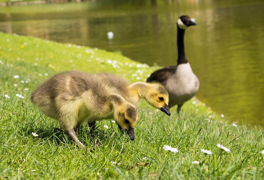 goslings, chicks, canada geese, goose, bird, nature, animal world, wildlife photography, close, animal
