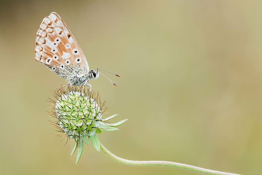 brown, butterfly, green, flower, common blue, nature, macro, insect, close, one animal
