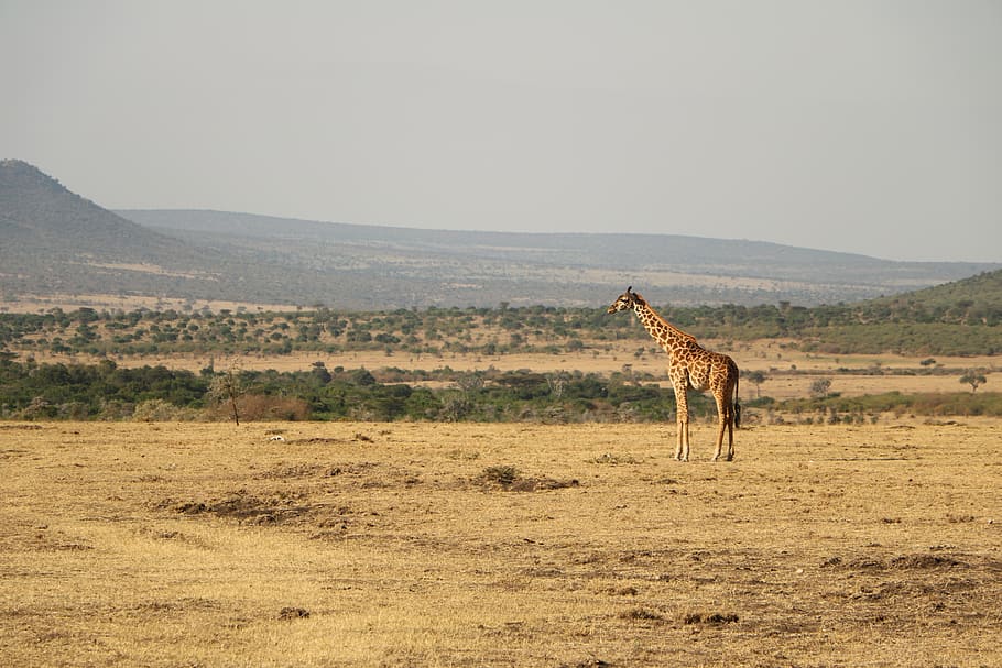 safari, desert, nature, wildlife, travel, giraffe, wild, animal, landscape, savanna