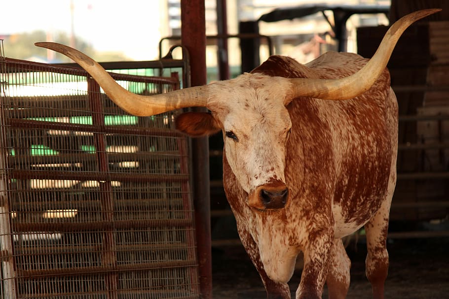 лонгхорн, крупный рогатый скот, техас, бык, ранчо, домашний скот, рог, сельское хозяйство, животное, темы животных