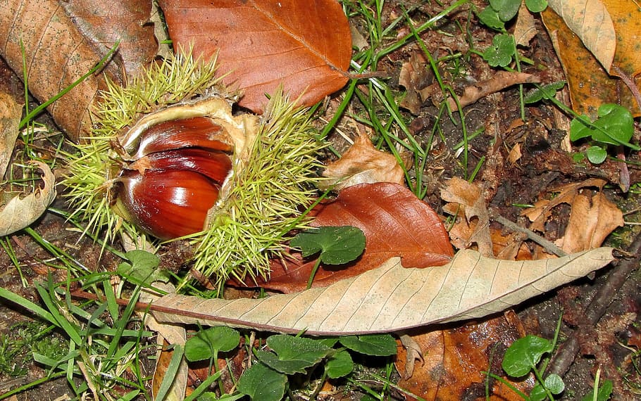 chestnut, castanea sativa, Chestnut, Castanea Sativa, sweet chestnuts, chestnuts, autumn, nature, food, chestnut tree, prickly